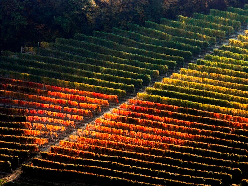 Colored Vineyard langhe Monforte