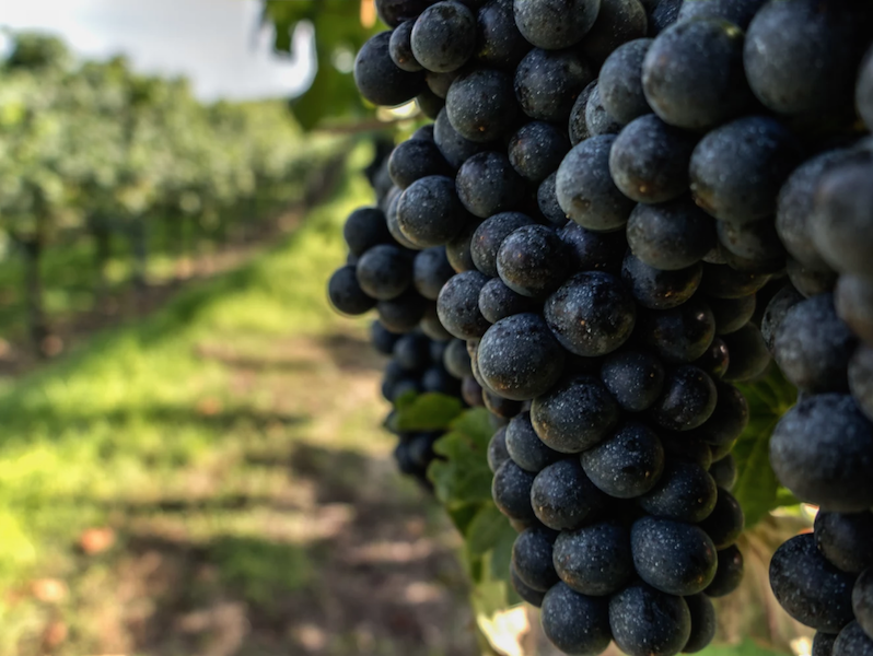 Grapes in barolo vineyard