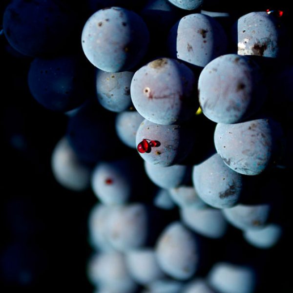 Nebiolo Red Grapes