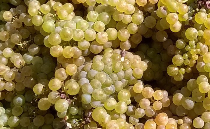 White wine from Monferrato Agliano Terme