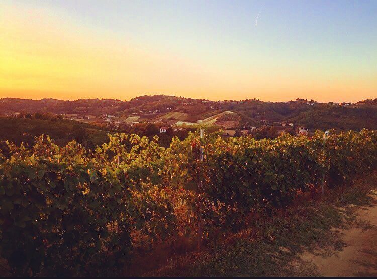 Mombercelli vineyards panorama