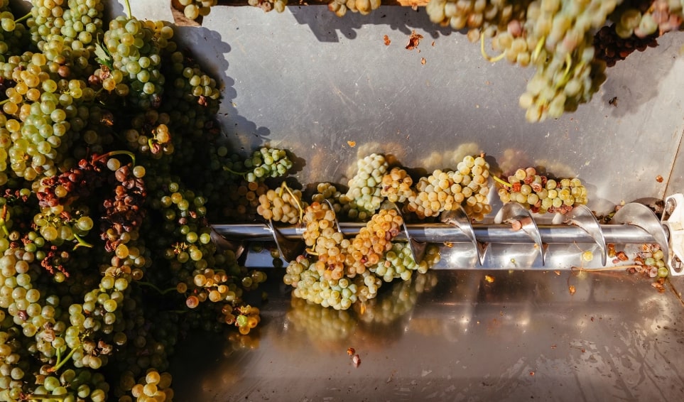 moscato white grapes harvest