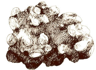 Drown White truffle vector