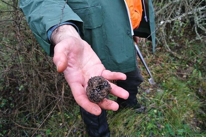 Black truffle in hand found in wood