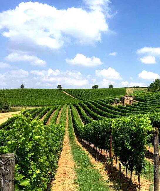 Monferrato vineyard of Ruchè