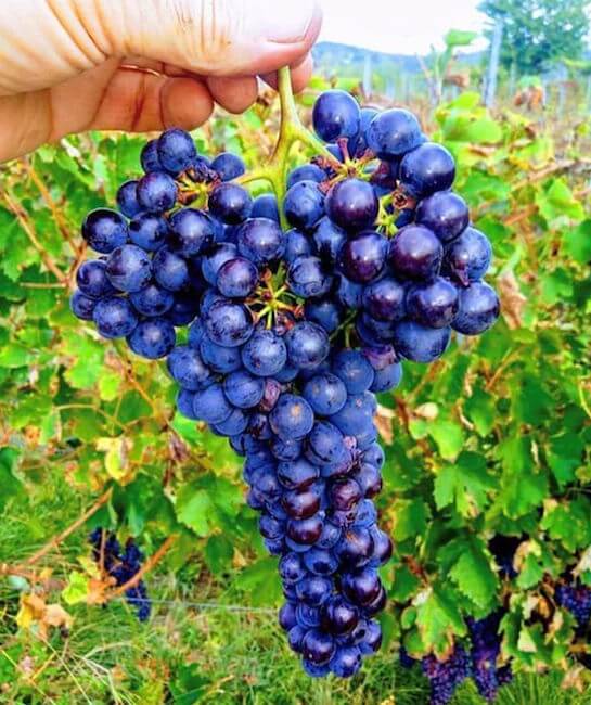Ruchè grapes in vineyard